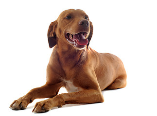 Image showing vizsla