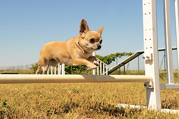 Image showing jumping chihuahua