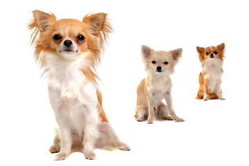 Image showing chihuahuas