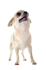 Image showing chihuahua