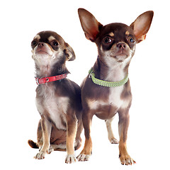 Image showing chihuahuas