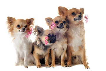 Image showing four chihuahuas and flowers