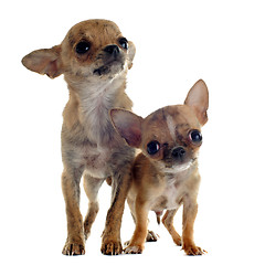 Image showing puppies chihuahuas