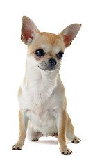 Image showing puppy chihuahua