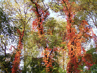 Image showing Autumn colours