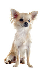 Image showing puppy chihuahua