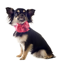 Image showing puppy chihuahua