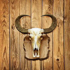 Image showing Buffalo skull on wooden wall