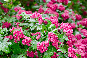 Image showing hawthorn flowers