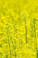 Image showing rapeseed