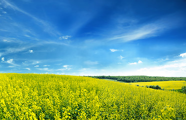 Image showing rapeseed