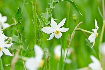 Image showing daffodil flowers stand in  the meadow