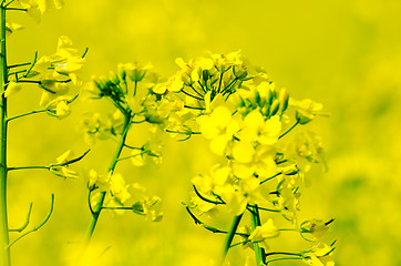 Image showing rapeseed