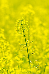 Image showing rapeseed