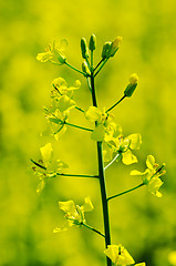 Image showing rapeseed