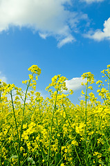 Image showing rapeseed