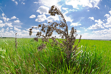 Image showing steppe