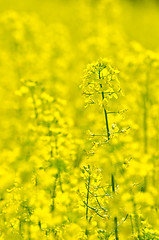 Image showing rapeseed