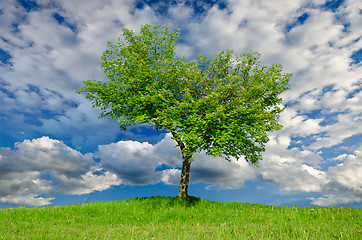 Image showing Lonely tree in the spring