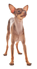 Image showing The Italian Greyhound in the game