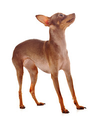 Image showing The Italian Greyhound in the game