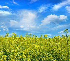 Image showing rapeseed