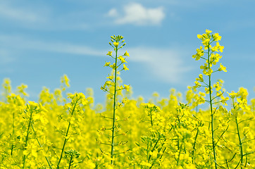 Image showing rapeseed