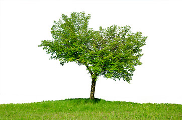 Image showing Lonely tree in the spring