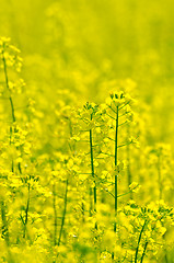 Image showing rapeseed