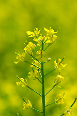 Image showing rapeseed