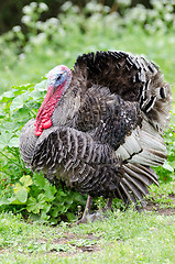 Image showing Turkey