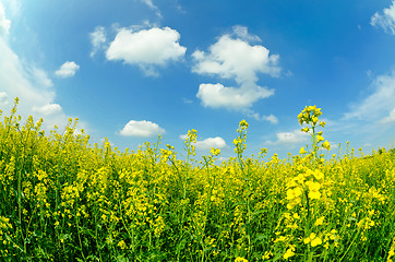 Image showing rapeseed