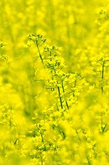 Image showing rapeseed