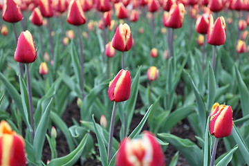 Image showing flower tulips