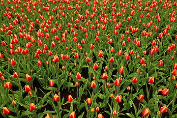 Image showing Colorful tulips 