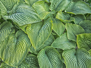 Image showing Hosta background