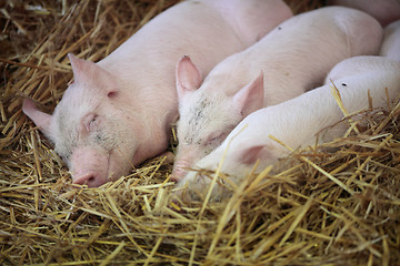 Image showing Three little pigs