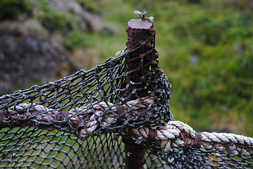 Image showing Fishing nets