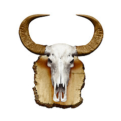 Image showing Bull skull with horns on white