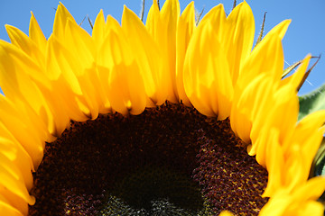 Image showing mature sunflower