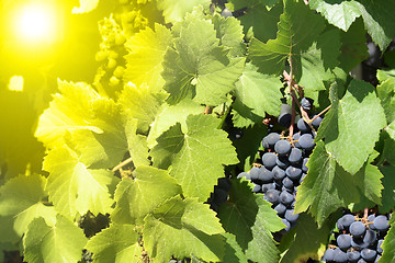 Image showing green leaves and blue grapes