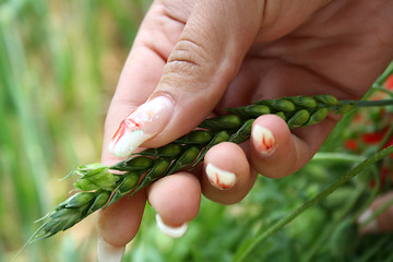 Image showing nails