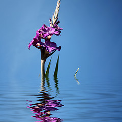 Image showing Close-up of a purple gladioli  