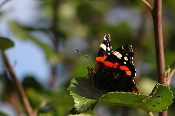 Image showing Butterfly # 1d