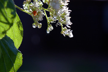 Image showing Wet flowers