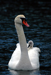 Image showing Swan with children # 4