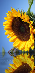 Image showing beatiful sunflower