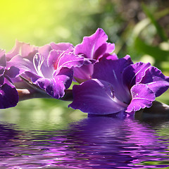 Image showing gladiolus in the water