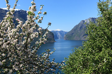 Image showing Flowering tree by the fjord.