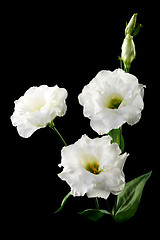 Image showing Bouquet of white flowers on a black background. 